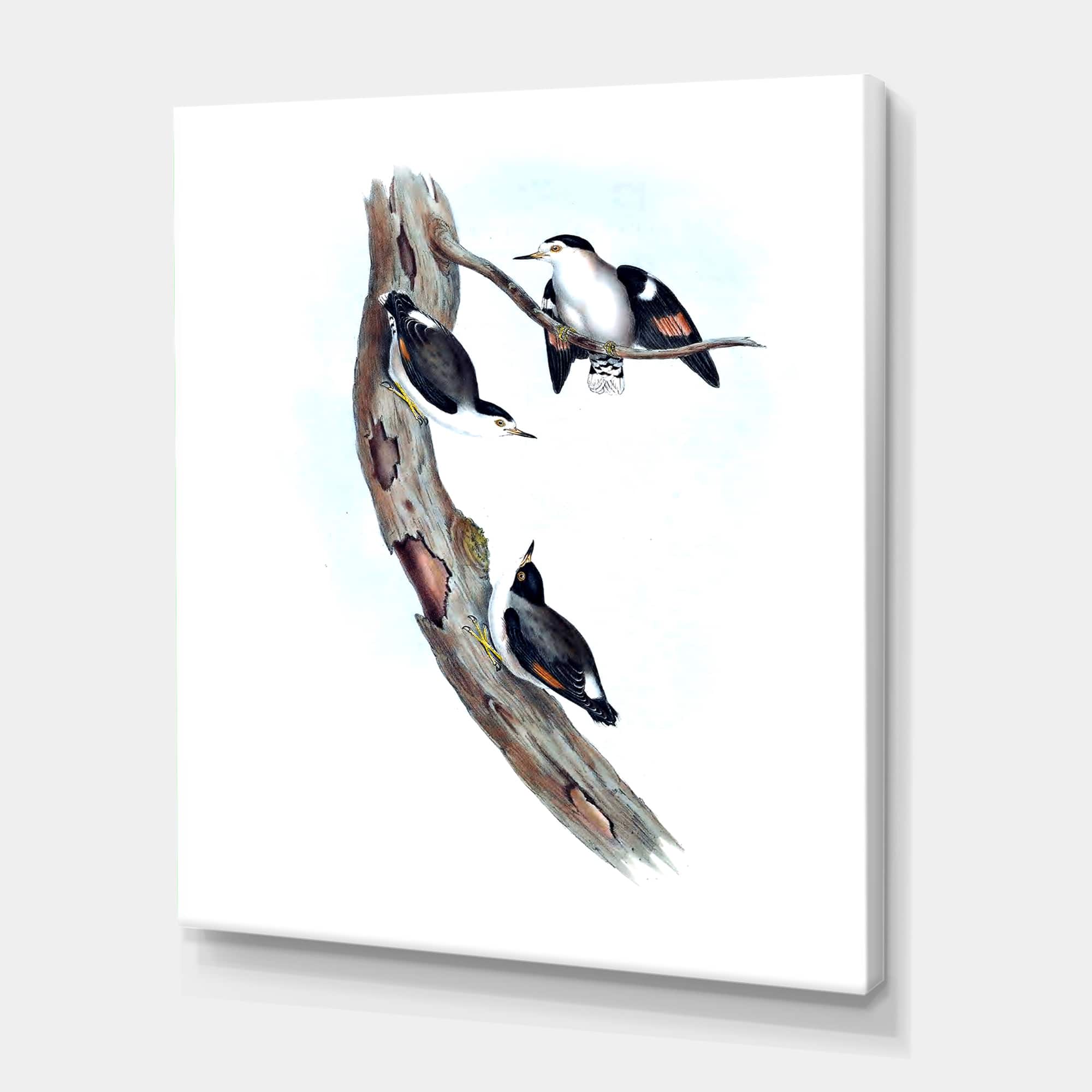Designart - Vintage Australian Bird Illustrations I